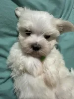Puppy 8, a male Maltese for sale in Orlando, FL – Photo 2 of 7