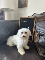Puppy 1, a male Maltese for sale in Orlando, FL – 3 of 8