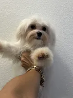 Puppy 3, a male Maltese for sale in Orlando, FL – 4 of 8