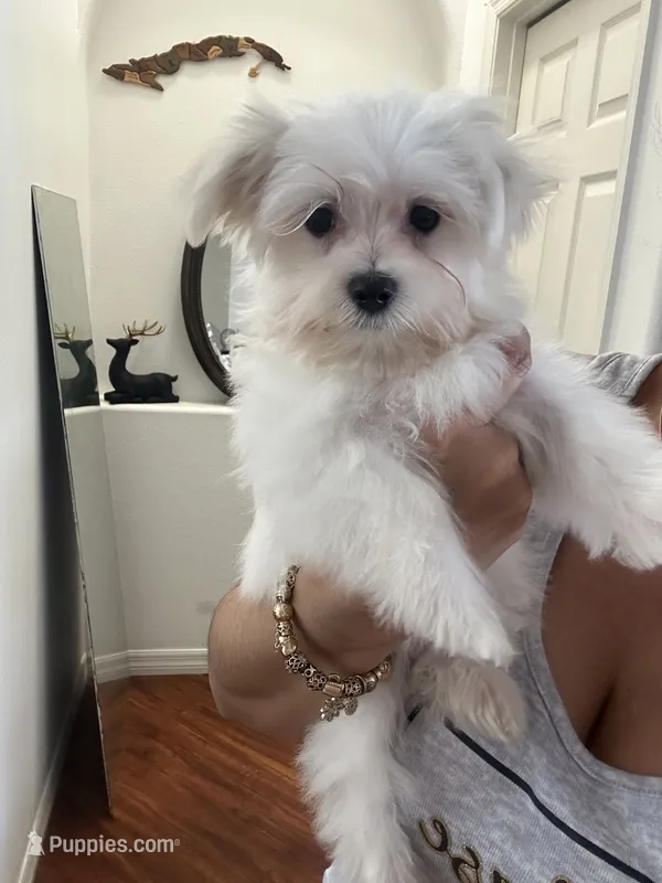Puppy 2 – Maltese puppy for sale in Orlando, FL