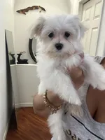 Puppy 2, a male Maltese for sale in Orlando, FL – 1 of 2