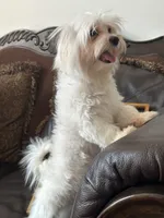 Puppy 2, a male Maltese for sale in Orlando, FL – 2 of 5