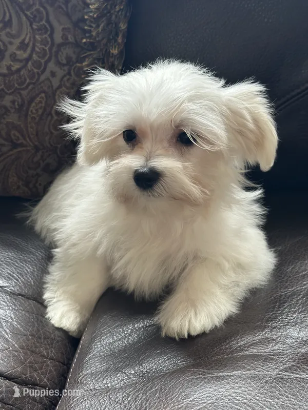 Puppy 3 – Maltese puppy for sale in Orlando, FL