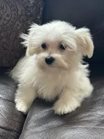 Puppy 3, a male Maltese for sale in Orlando, FL – 1 of 4