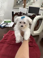 Puppy 5, a female Maltese for sale in Orlando, FL – 4 of 5