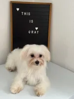 Puppy 3, a male Maltese for sale in Orlando, FL – 2 of 8