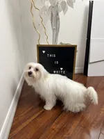 Puppy 4, a male Maltese for sale in Orlando, FL – 3 of 6