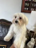 Puppy 4, a male Maltese for sale in Orlando, FL – 5 of 6