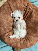Puppy 3, a male Maltese for sale in Orlando, FL – 9 of 9