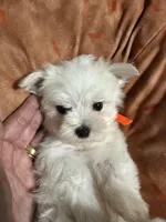 Puppy 3, a male Maltese for sale in Orlando, FL – 2 of 9