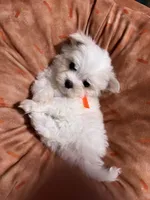 Puppy 3, a male Maltese for sale in Orlando, FL – 8 of 9