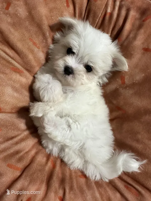 Puppy 3 – Maltese puppy for sale in Orlando, FL