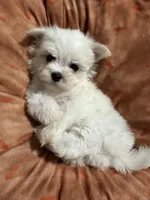 Puppy 3, a male Maltese for sale in Orlando, FL – 3 of 9