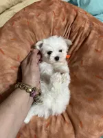 Puppy 3, a male Maltese for sale in Orlando, FL – 7 of 9