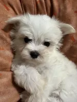 Puppy 3, a male Maltese for sale in Orlando, FL – 5 of 9
