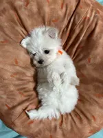 Puppy 3, a male Maltese for sale in Orlando, FL – 4 of 9