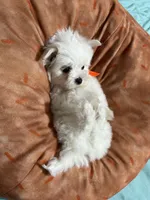 Puppy 3, a male Maltese for sale in Orlando, FL – 6 of 9