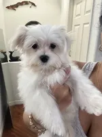 Puppy 2, a male Maltese for sale in Orlando, FL – 2 of 2