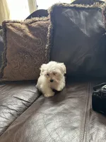 Puppy 3, a male Maltese for sale in Orlando, FL – 2 of 4