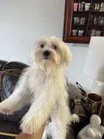 Puppy 4, a male Maltese for sale in Orlando, FL – 6 of 6
