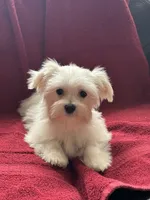 Puppy 6, a male Maltese for sale in Orlando, FL – 3 of 3