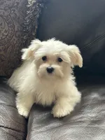 Puppy 3, a male Maltese for sale in Orlando, FL – 4 of 4