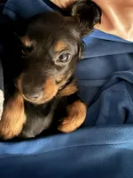 Blu, a male Miniature Dachshund for sale in Oceanside, CA – Photo 2 of 3