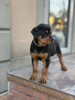 Purple girl , a female Rottweiler for sale in Jamaica, NY – 4 of 5