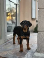 Blue male puppy , a male Rottweiler for sale in Jamaica, NY – 2 of 8