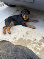 Blue male puppy , a male Rottweiler for sale in Jamaica, NY – 6 of 8