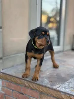 Purple girl , a female Rottweiler for sale in Jamaica, NY – 3 of 5