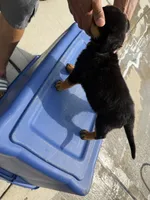 Orange girl , a female Rottweiler for sale in Jamaica, NY – 2 of 2