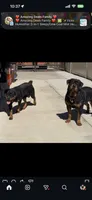 Female teal , a female Rottweiler for sale in Jamaica, NY – 6 of 6