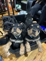 Blue boy , a  Rottweiler for sale in Jamaica, NY – 4 of 4