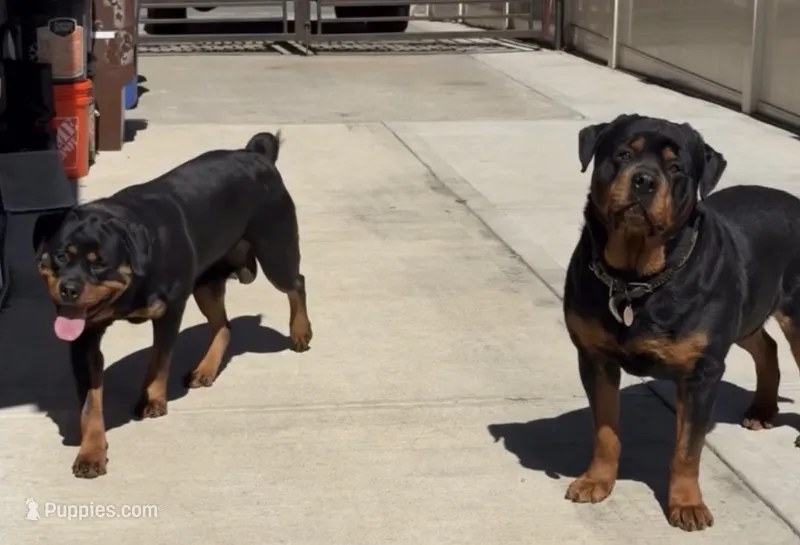 Pink  – Rottweiler puppy for sale in Jamaica, NY