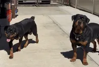 Pink , a  Rottweiler for sale in Jamaica, NY – 1 of 3