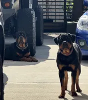 Pink , a  Rottweiler for sale in Jamaica, NY – 3 of 3