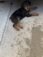 Blue male puppy , a male Rottweiler for sale in Jamaica, NY – 8 of 8