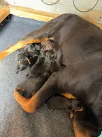 Red girl , a female Rottweiler for sale in Jamaica, NY – 1 of 1