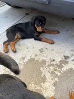 Blue male puppy , a male Rottweiler for sale in Jamaica, NY – 7 of 8