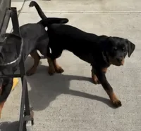 Cameo, a female Rottweiler for sale in Jamaica, NY – 1 of 1