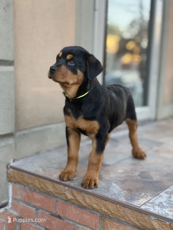 Purple girl  – Rottweiler puppy for sale in Jamaica, NY