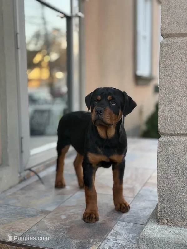 Blue male puppy , a male Rottweiler for sale in Jamaica, NY – 1 of 8