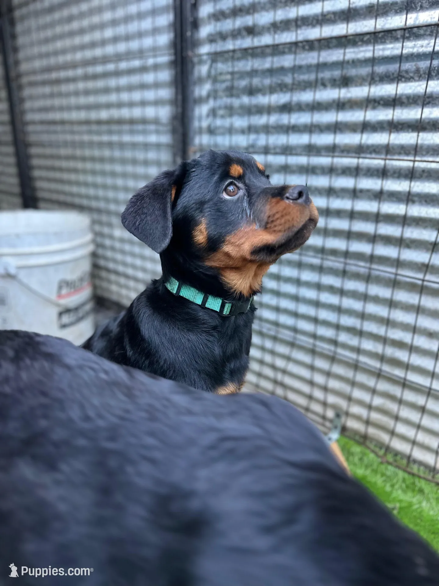 Female teal , a female Rottweiler for sale in Jamaica, NY – Photo 2 of 2