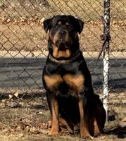 Pink , a  Rottweiler for sale in Jamaica, NY – 2 of 3