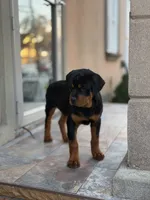 Blue male puppy , a male Rottweiler for sale in Jamaica, NY – 3 of 8