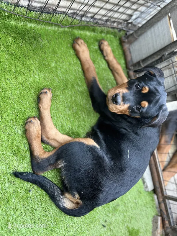 Female teal  – Rottweiler puppy for sale in Jamaica, NY