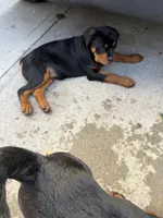 Blue male puppy , a male Rottweiler for sale in Jamaica, NY – 5 of 8