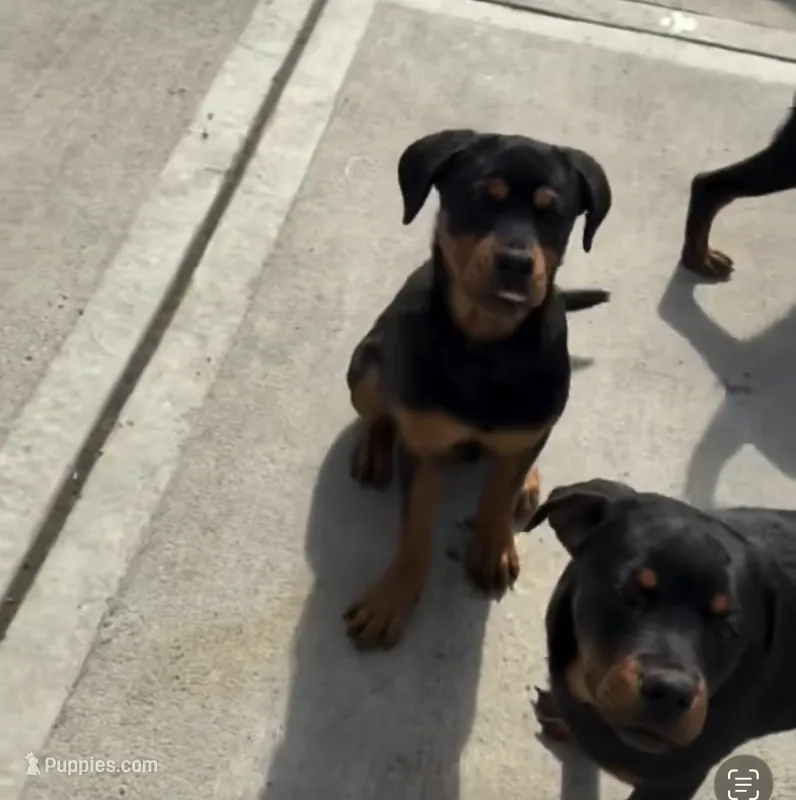 Cameo – Rottweiler puppy for sale in Jamaica, NY