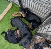 Female teal , a female Rottweiler for sale in Jamaica, NY – 5 of 6